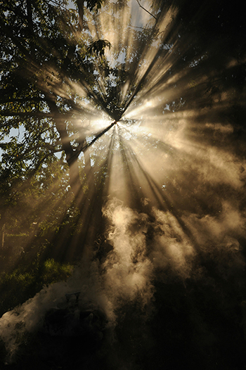 Sunlight beaming through trees